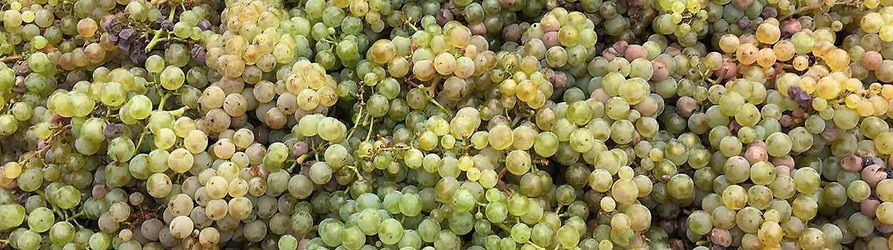 Weinkeller Berlin: Wein, Sekt, Spirituosen – Ladengeschäft und Online Shop Weinkeller Berlin: Wein, Sekt, Spirituosen - Ladengeschäft und Online Shop