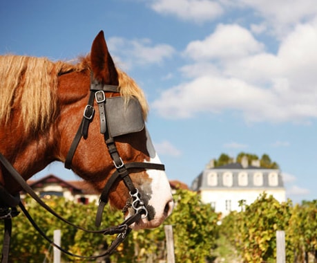 Weingut für den Weinkeller Berlin: im Ladengeschäft und im Online Shop