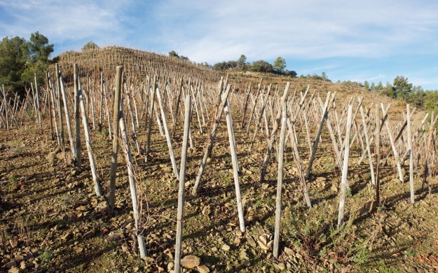 Weingut für den Weinkeller Berlin: im Ladengeschäft und im Online Shop