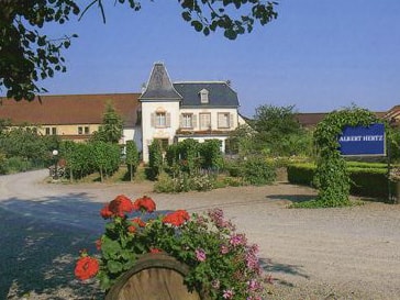 Domaine Albert Hertz Weingut für den Weinkeller Berlin: im Ladengeschäft und im Online Shop