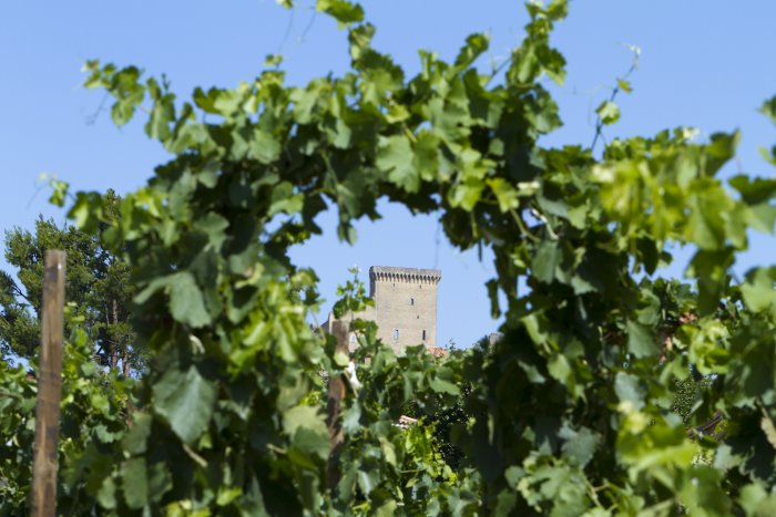 Weingut für den Weinkeller Berlin: im Ladengeschäft und im Online Shop