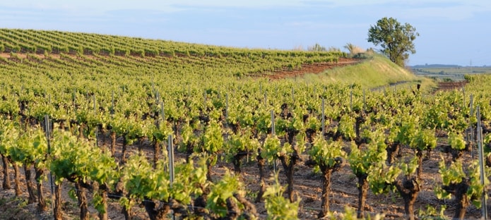 Weingut für den Weinkeller Berlin: im Ladengeschäft und im Online Shop