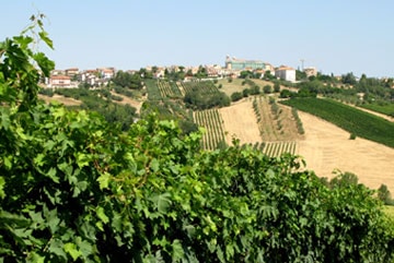 Weingut für den Weinkeller Berlin: im Ladengeschäft und im Online Shop