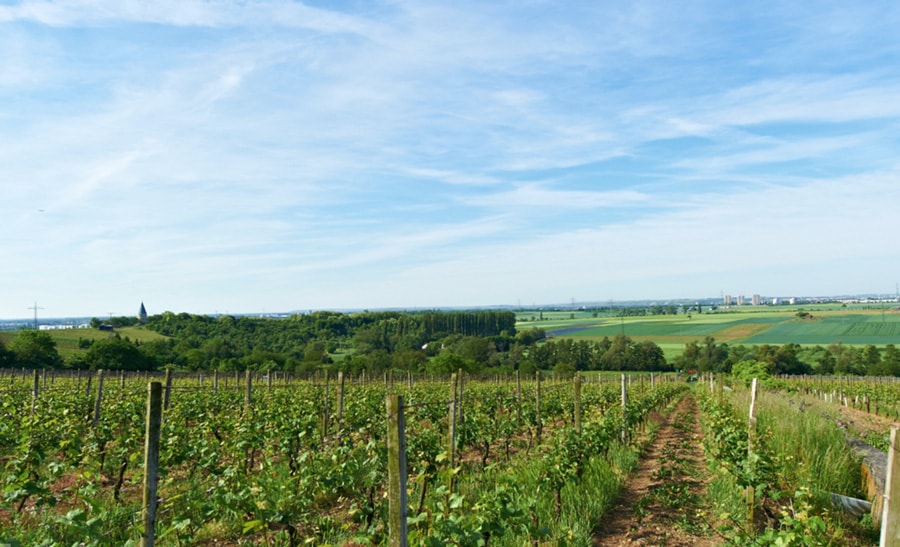 Weingut für den Weinkeller Berlin: im Ladengeschäft und im Online Shop