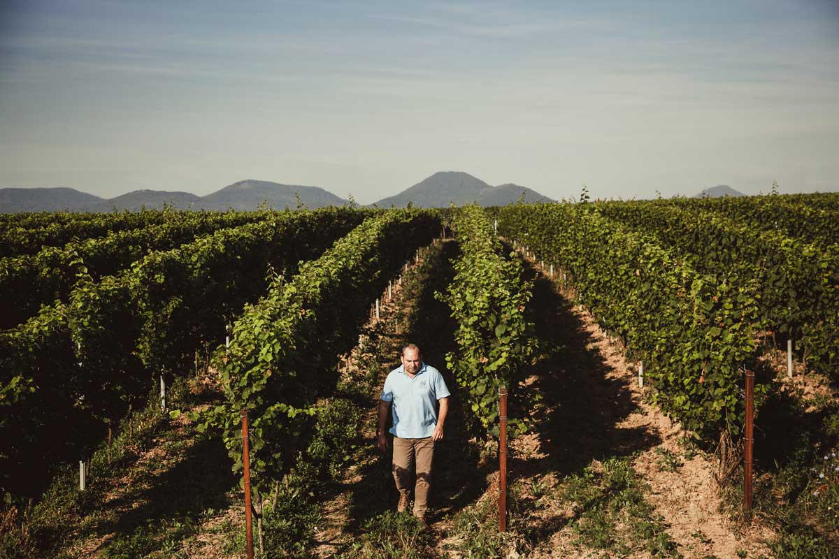 Weingut für den Weinkeller Berlin: im Ladengeschäft und im Online Shop