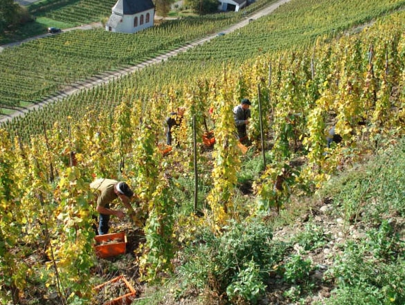 Weingut für den Weinkeller Berlin: im Ladengeschäft und im Online Shop