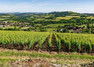 Weingut für den Weinkeller Berlin: im Ladengeschäft und im Online Shop